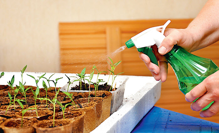 Почему ежедневный полив рассады приводит к проблемам?