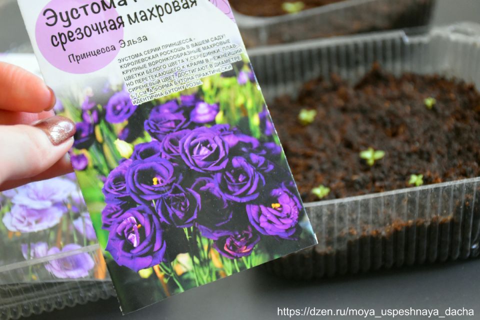 ��� ��������� �� �������� �������, ����� ��� ����������� �������� � ���������