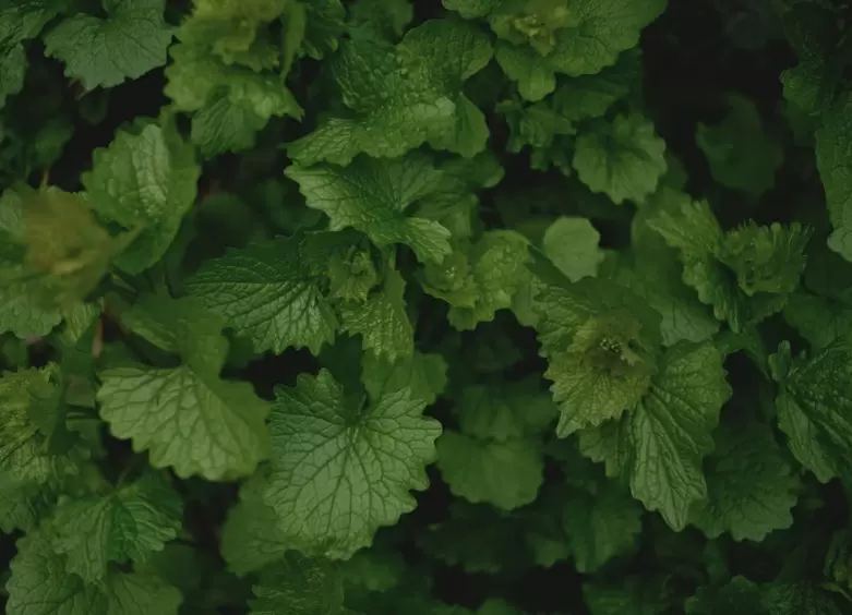 Солнечные блюда: 5 легко готовящихся рецептов с весенней зеленью