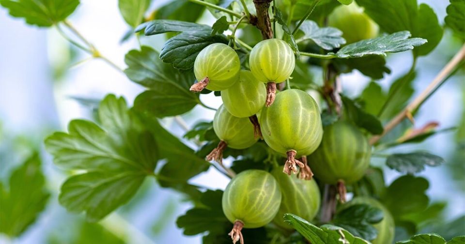 ��� ���������� ���������: ������� ������� ��� ������� ������