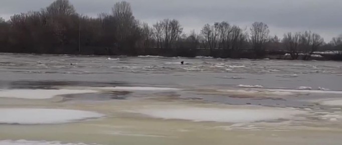 Собака оказалась на льдине среди реки