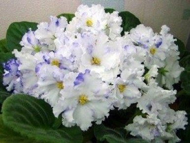 Пристальное внимание к фиалкам: секреты ухода и размножения домашних красавиц