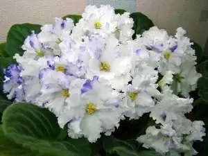 Пристальное внимание к фиалкам: секреты ухода и размножения домашних красавиц