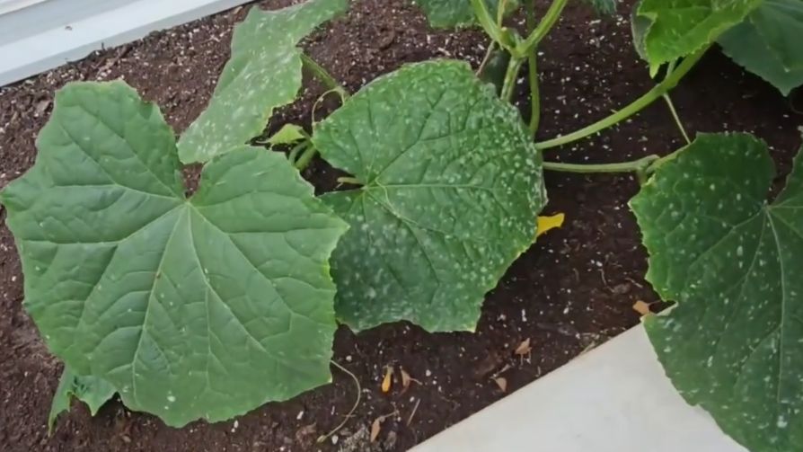 ��� ����������� ������ � ����: ����������� ������ ������ ������� �� �������