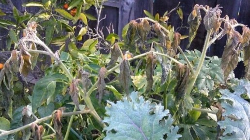 ��� ������� ������� ������: ���� ���������� � ������ �� ������ �����