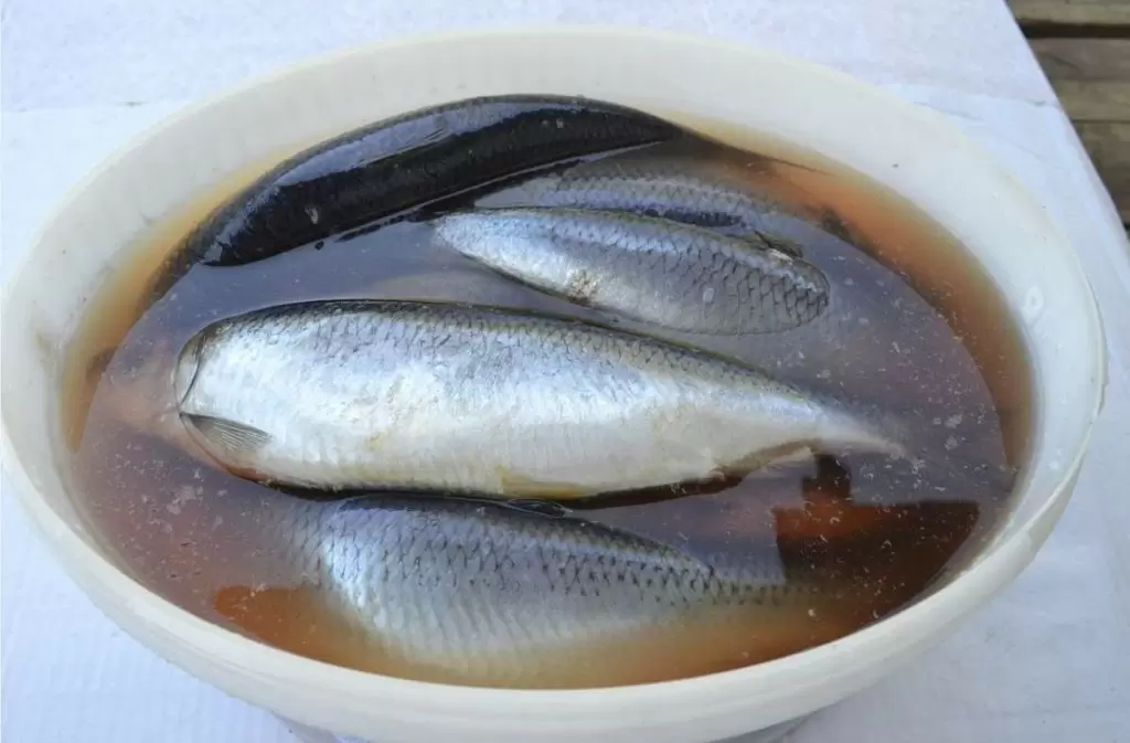 Почему стоит избегать селедки из «белого ведра»? Примечания к безопасности