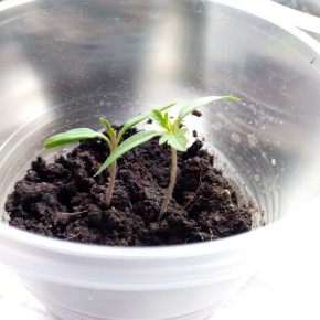 ��������������� ������ �����: ��� �������� ������� �� ������� ������