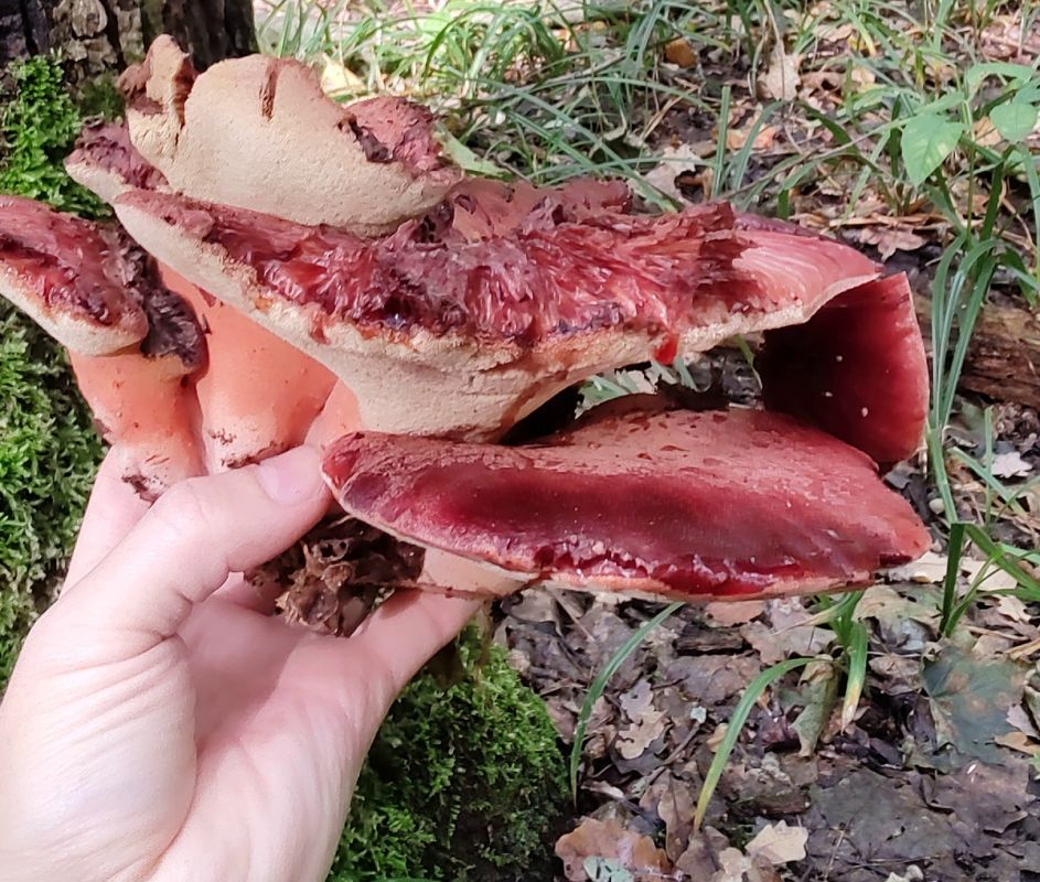 ������� ����� �������� �������: �� �������� �� ������������ �����������