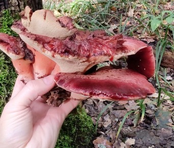 Вкусные тайны грибного царства: от трюфелей до экзотических деликатесов