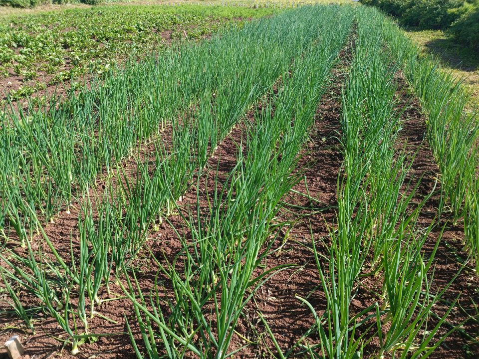 ��� ��� ������: ������ �������� ���� ����� ������?