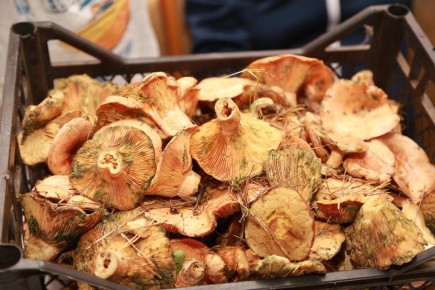 Грибной сезон под угрозой: новосибирцы lamentируют о нехватке урожая из-за жары