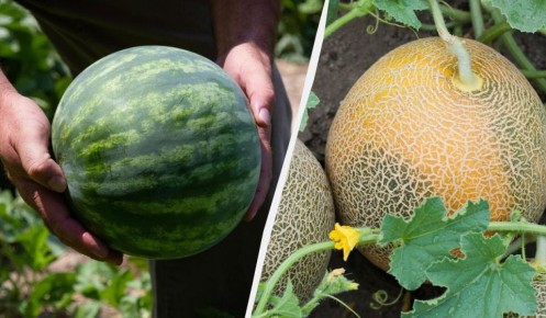 Когда срывать арбузы и дыни: ключевые моменты