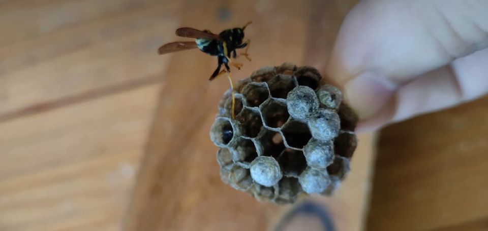 ��� ���������� ���������� �� �� � ������� �����: ������� ���������