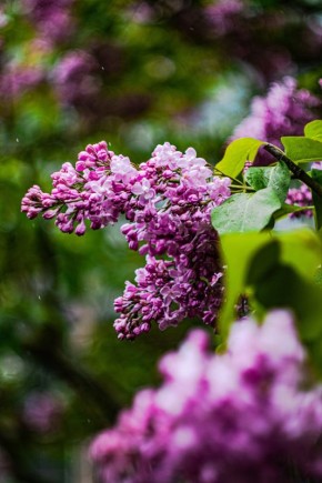 ������ ����� ������ � ��� �� ������ �����: ����������� � ����� � ������