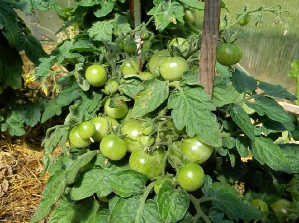 ��� ������� ������ �������: ������� ��������� ����������