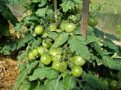 ��� ������� ������ �������: ������� ��������� ����������