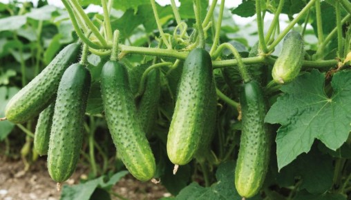 ������ �� �������: ���-3 ������� ��� ��������������� ������ � 2026 ����