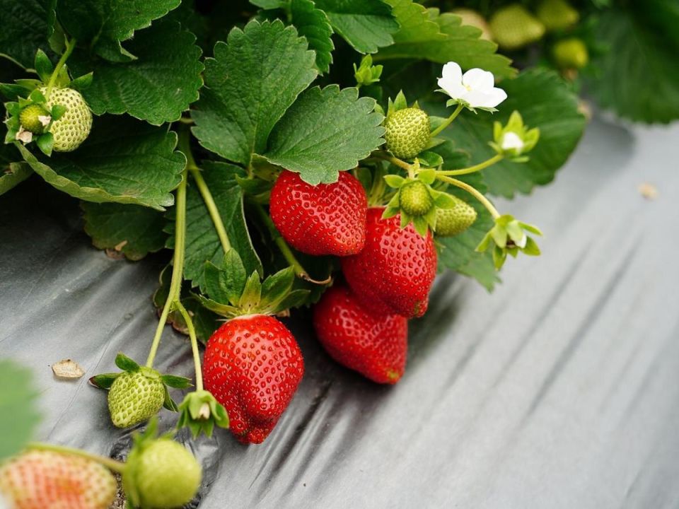 ������� ������� ��������� ��������: ��� �������� ���������� ������ ��� �����