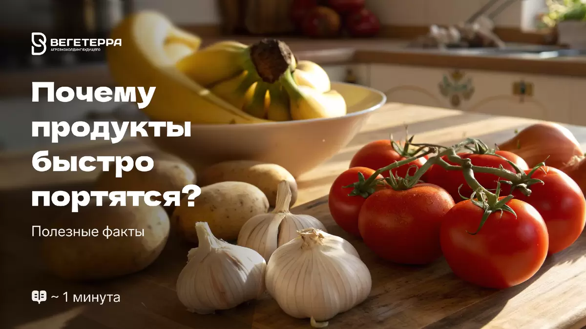 Как сохранить свежесть продуктов: секреты правильного хранения
