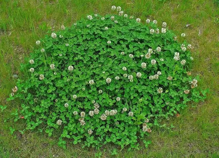 Клеверный газон: преимущества, о которых вы не знали