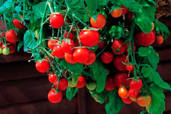 ������ ������: ��� ��������� ������� ����� ���� �� �������