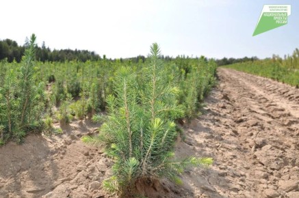 � ��������� ������� � ���� ���� ����������� 39 ����� �������� ����