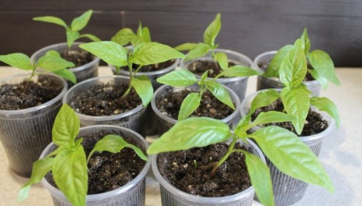 ������ ��������� ������� ������ � ����������