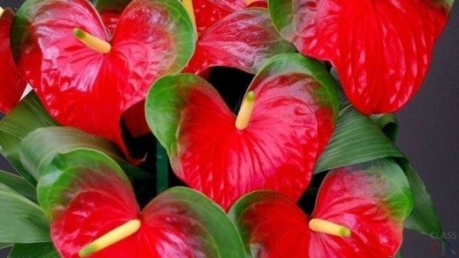 ��� ������� ���� � ������� ���������: ������� ������ �����