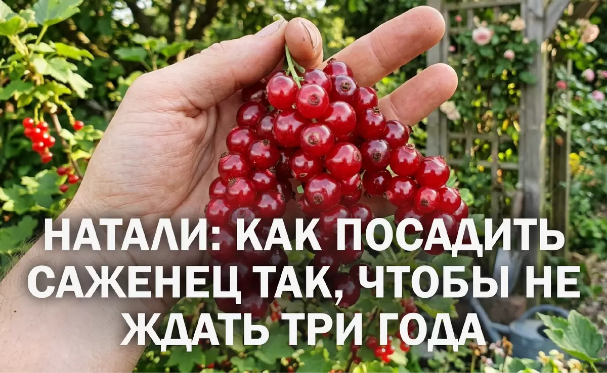 Как правильно посадить саженцы красной смородины Натали для максимального урожая