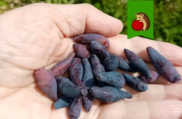 Как обеспечить урожай жимолости на следующий год: важные шаги в августе