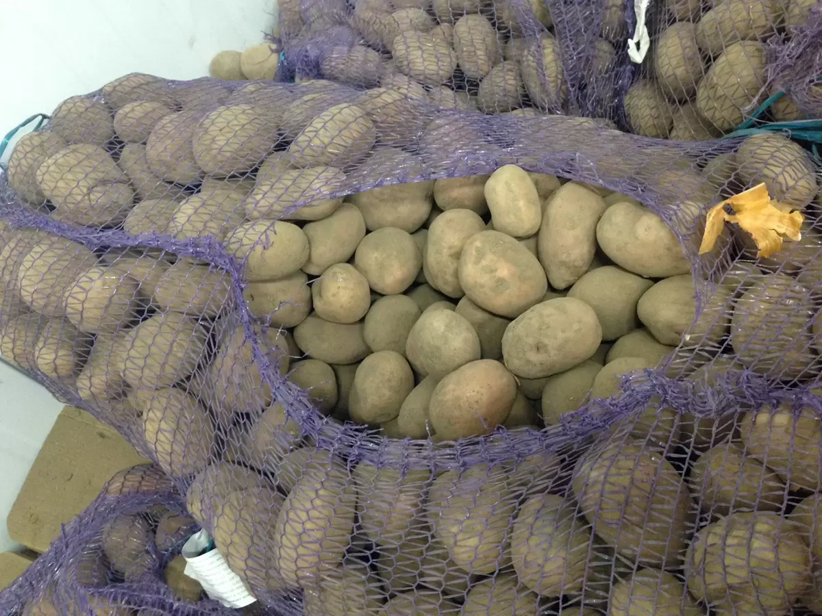 Проблемы хранения картошки: правда о мытье