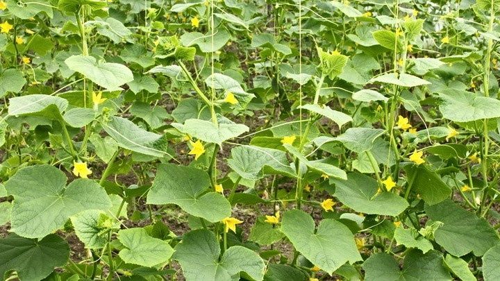 ��� �������� ���������� ������ ������� � �������: �������� ������