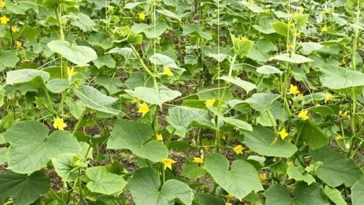 ��� �������� ���������� ������ ������� � �������: �������� ������