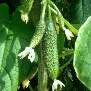 ������ ������: ��������� ����� ��� ������ � ������� ������