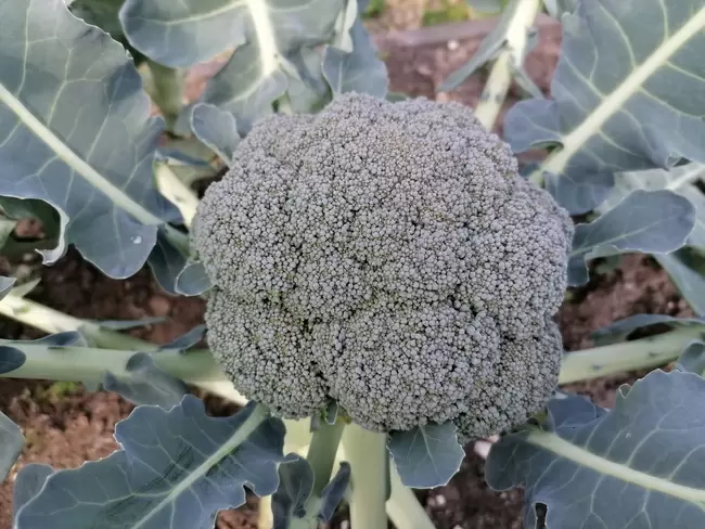 Как избежать цветения брокколи: советы для успешного урожая