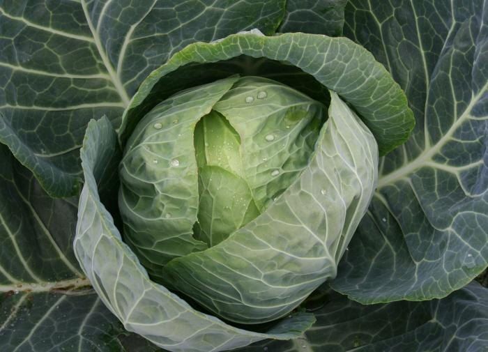 ��� �������� ������� �� �������: ������ ���������