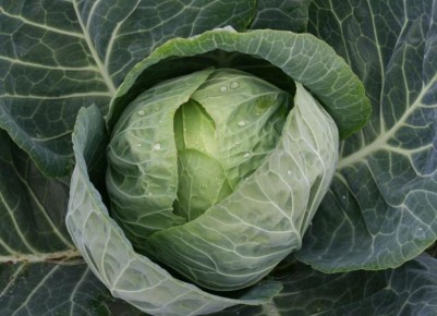 ��� �������� ������� �� �������: ������ ���������