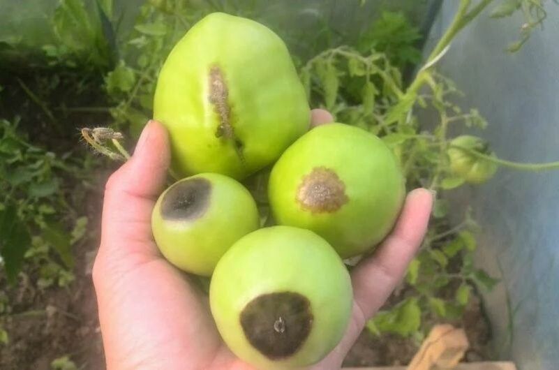 ������� ��������� � �������: ������� � �������