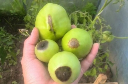 Гниение помидоров в августе: причины и решения