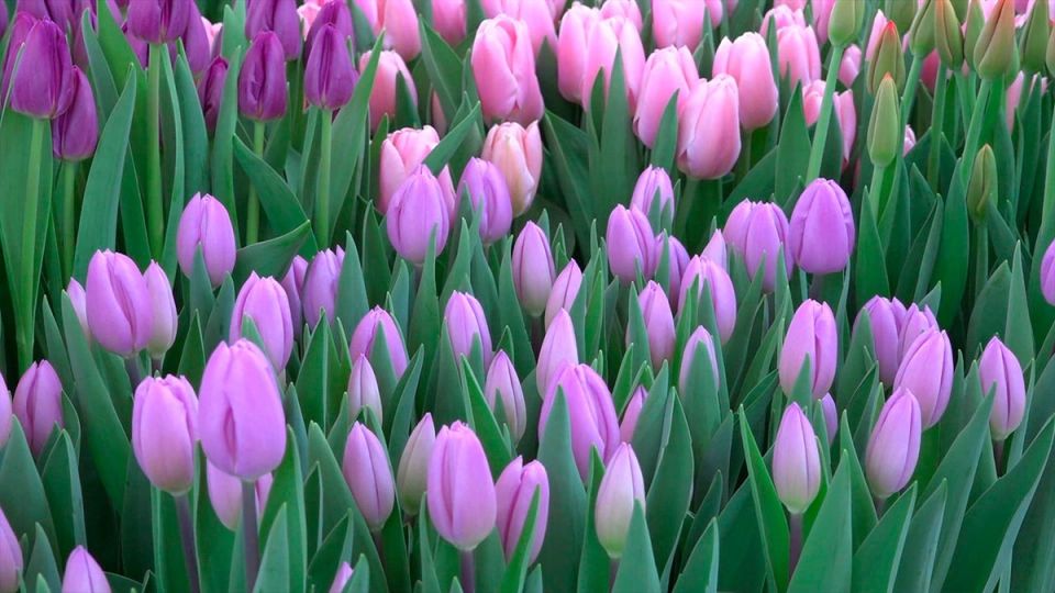 ��� ��������� �������� � ��������� ��������: ������ ��� ��������� �����