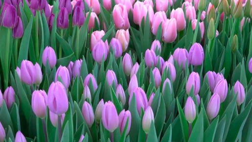 ��� ��������� �������� � ��������� ��������: ������ ��� ��������� �����