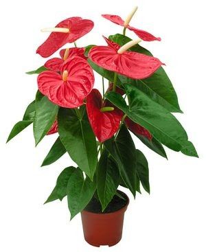 ��� ��������� ������� ���������: ������ �� ����� � ������� ���������� �������