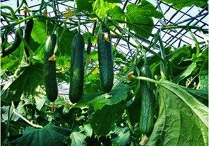 �������, � ������� ����� �����: ������������������ �������� �� ����� �������