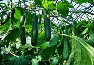 Гибриды, о которых стоит знать: партенокарпические растения на вашем огороде