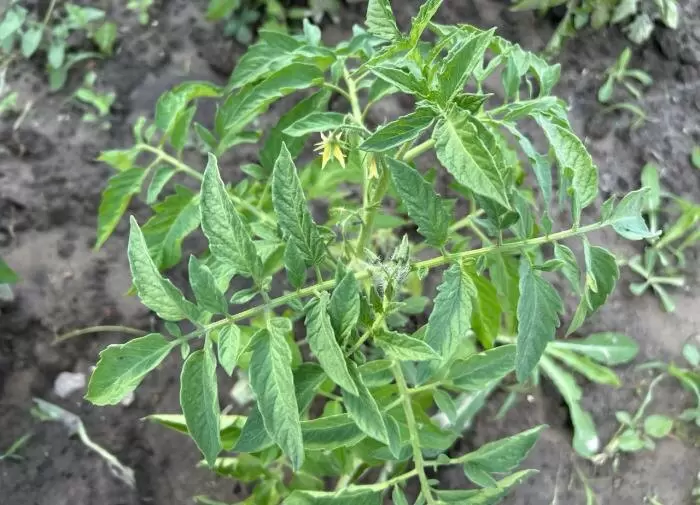 Как 5 литров воды могут изменить подход к поливу томатов