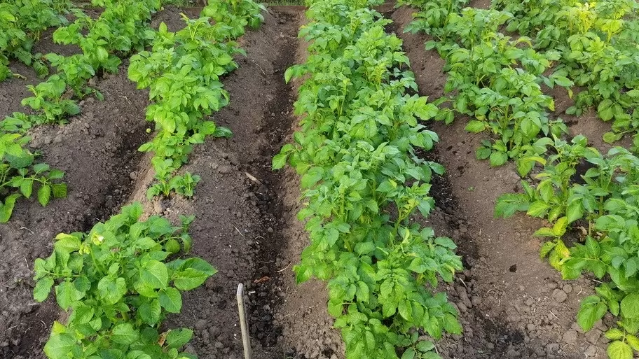 Гребни против засухи: как один дачник превратил недостаток влаги в богатый урожай