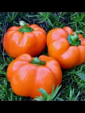 Перец Фон Барон оранжевый: как получать яркие плоды на своем участке