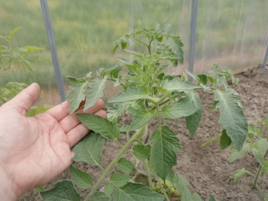 ������ ������������� ������ ������� � ��� � ���� ����������