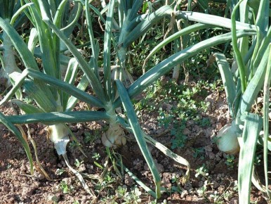 ��� � ����: ������ �������� ��� ����� ��������