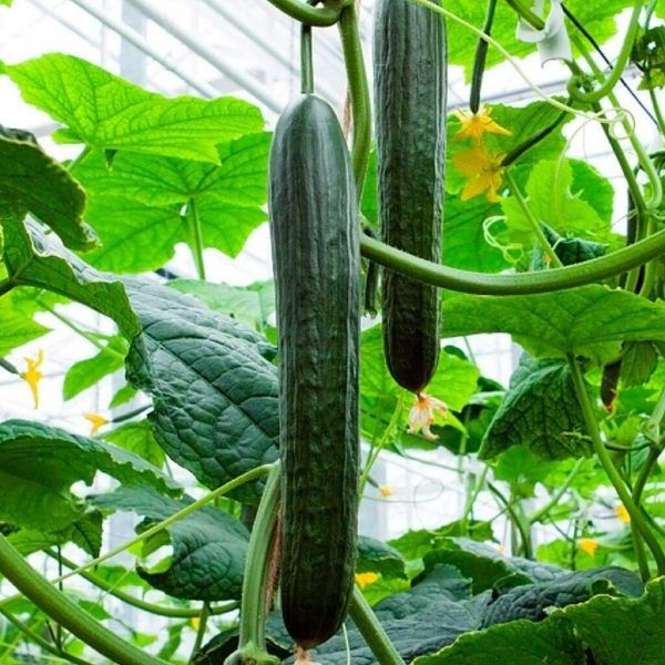 ������ ����: ������ � ����������� ������ ��� ������ �������